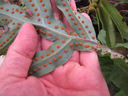 Image of golden polypody