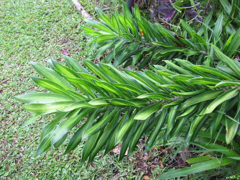 Image of Dracaena reflexa Lam.