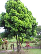 Image of Afrocarpus falcatus