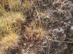 Image of Lamarck's bedstraw