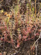 Image of Lamarck's bedstraw