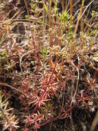 Image of Lamarck's bedstraw