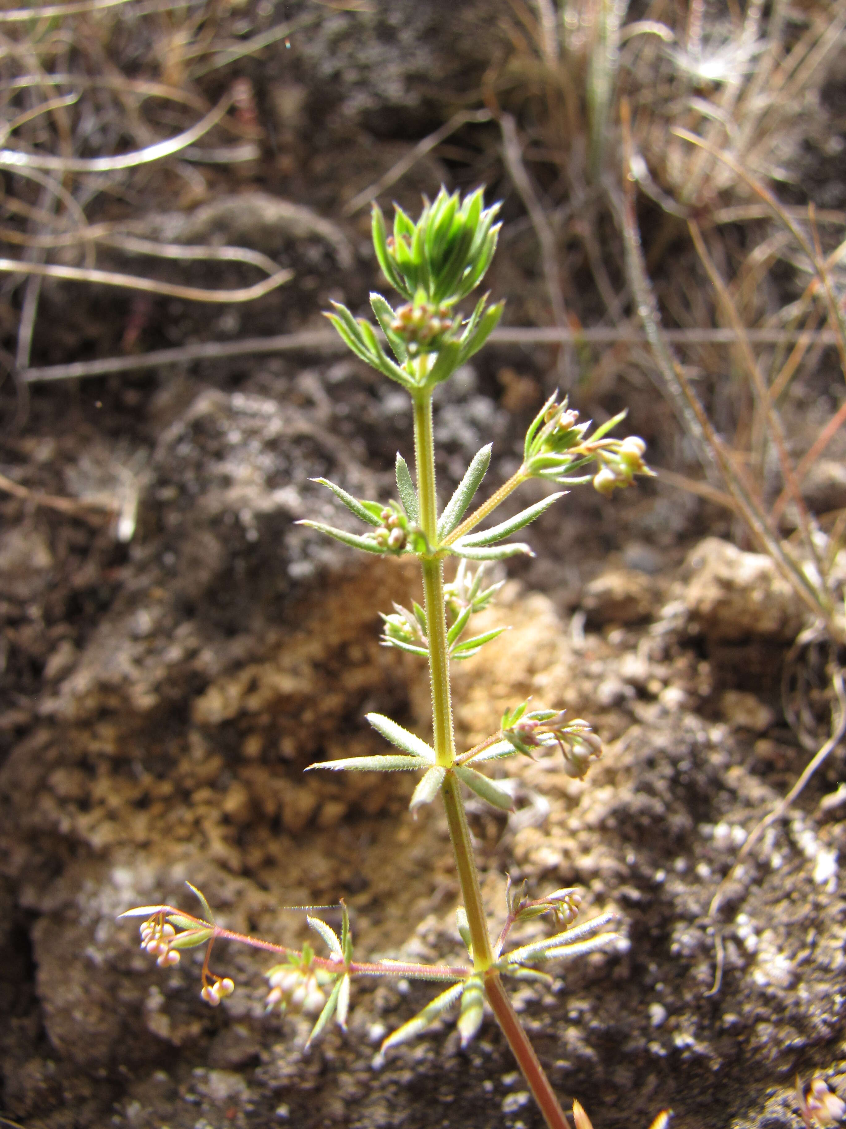 Image of Lamarck's bedstraw