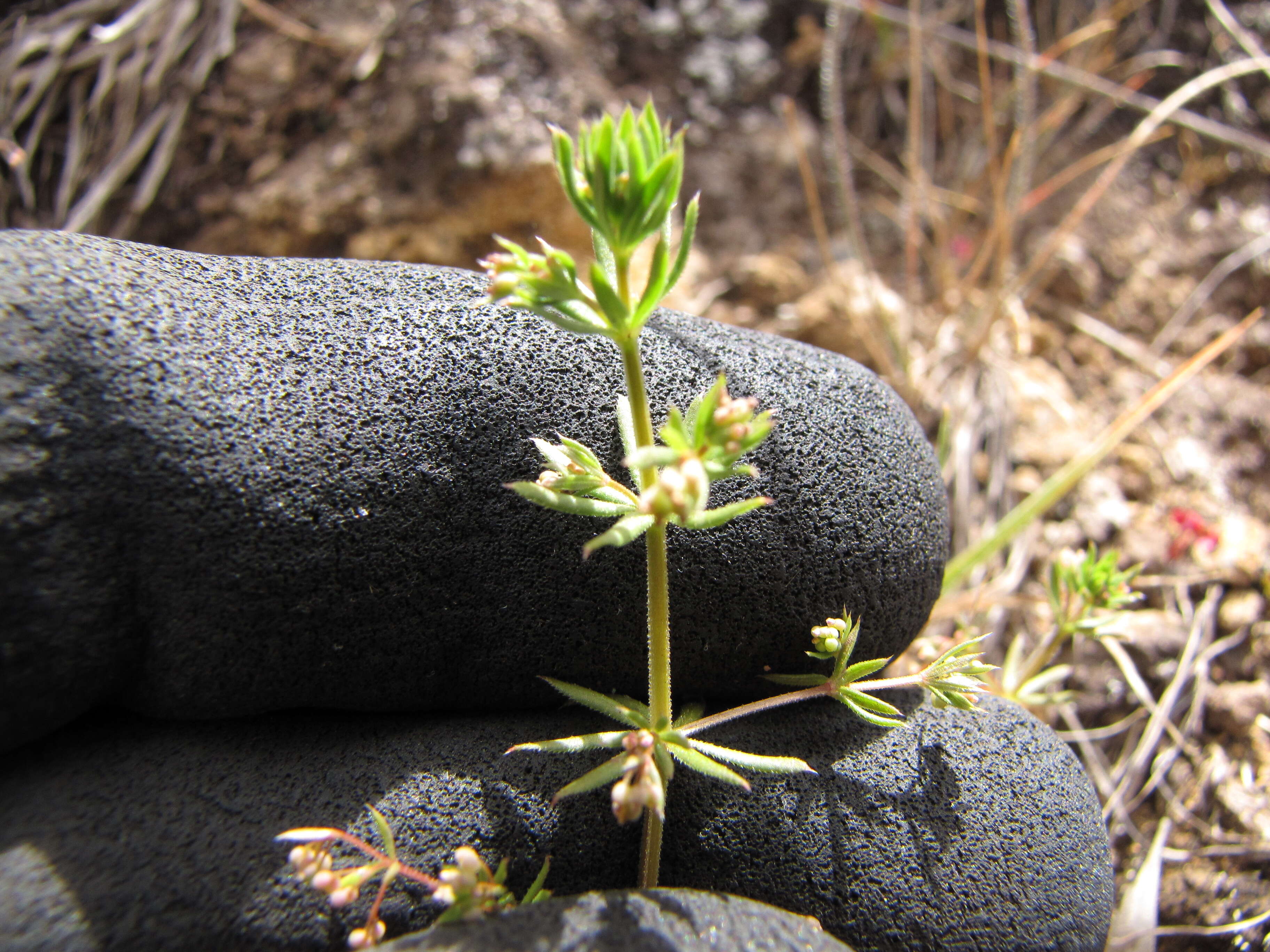 Image of Lamarck's bedstraw