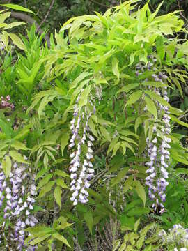 Plancia ëd Wisteria floribunda (Willd.) DC.