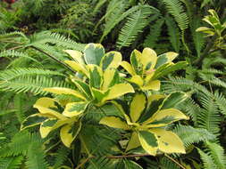 Image of Dwarf Umbrella Tree