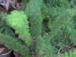 Image of Cwebe asparagus fern