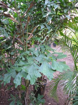 Image of Burmese fishtail palm