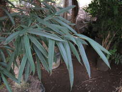 Image of Ficus maclellandii King
