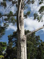 Image of lemonscented gum