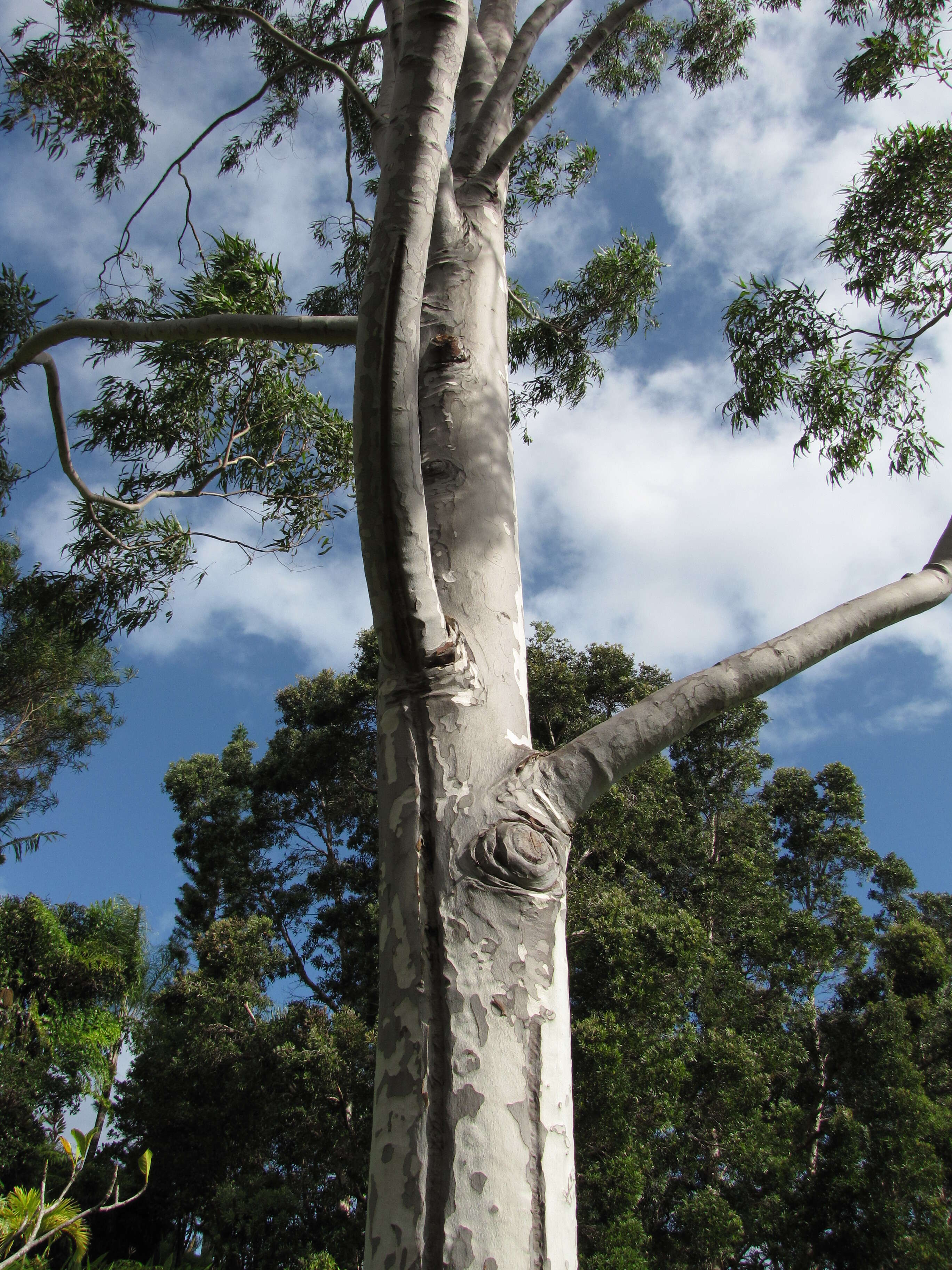 Image of lemonscented gum