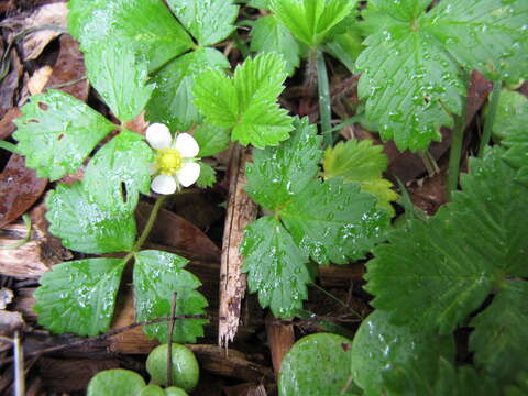 Image of woodland strawberry