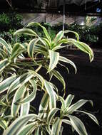 Image of Dracaena reflexa Lam.