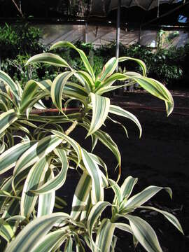 Image of Dracaena reflexa Lam.