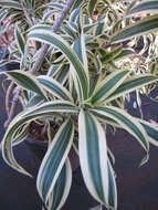 Image of Dracaena reflexa Lam.