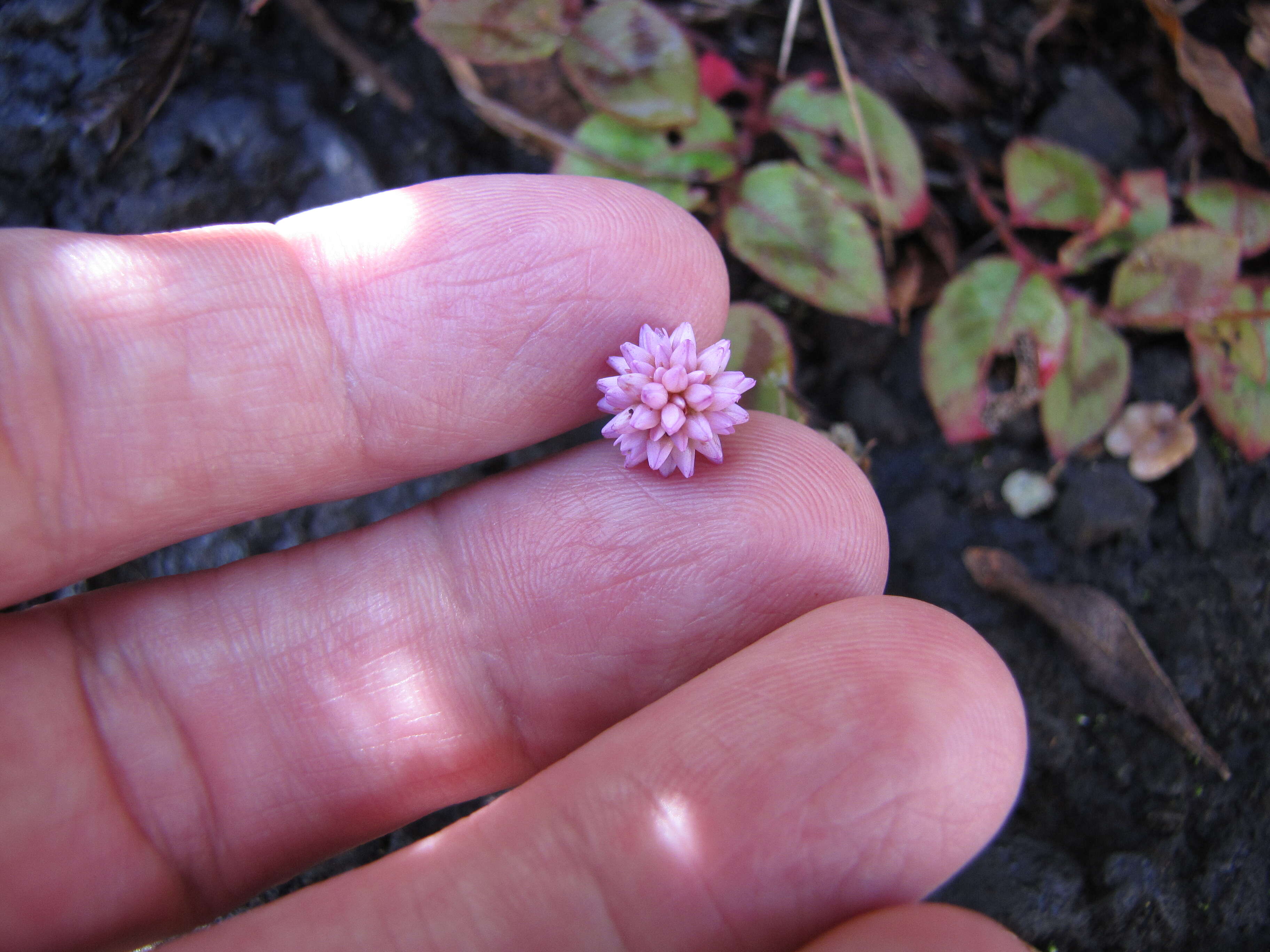 Imagem de Persicaria capitata (Buch.-Ham. ex D. Don) H. Gross