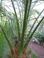 Image of pygmy date palm