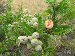 Image of Hawai'i hawthorn