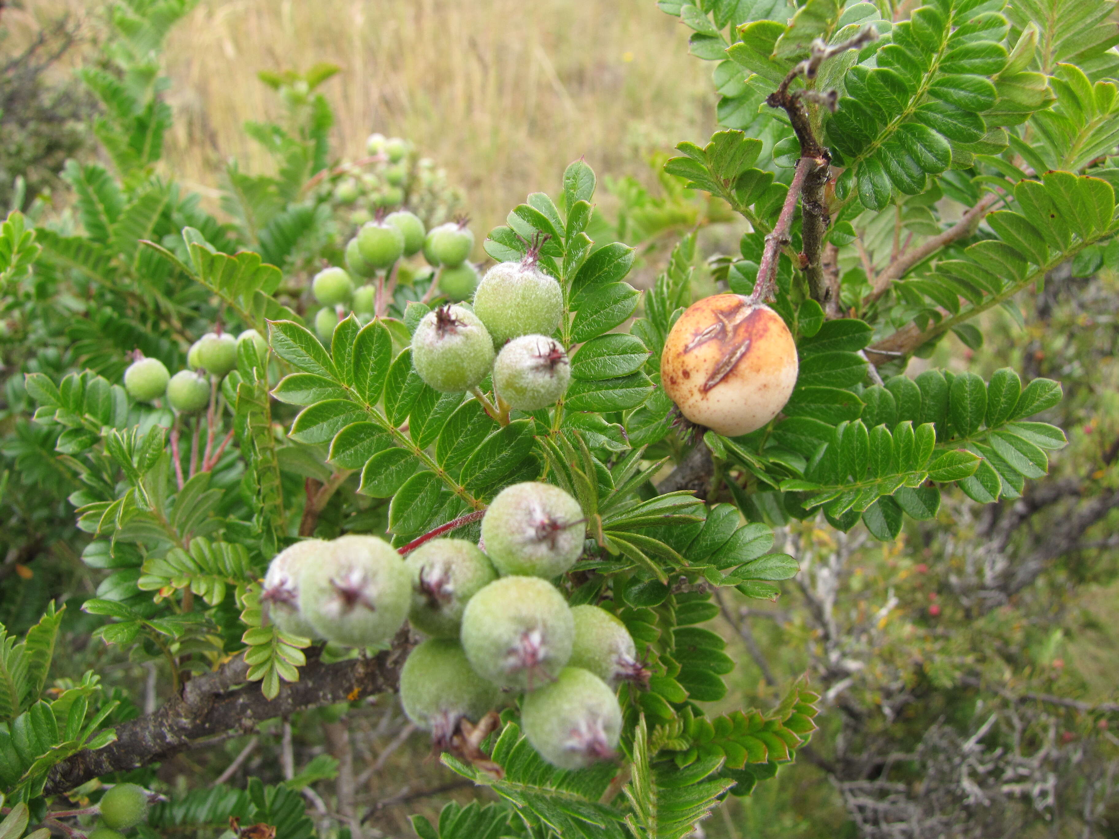 Image of Hawai'i hawthorn