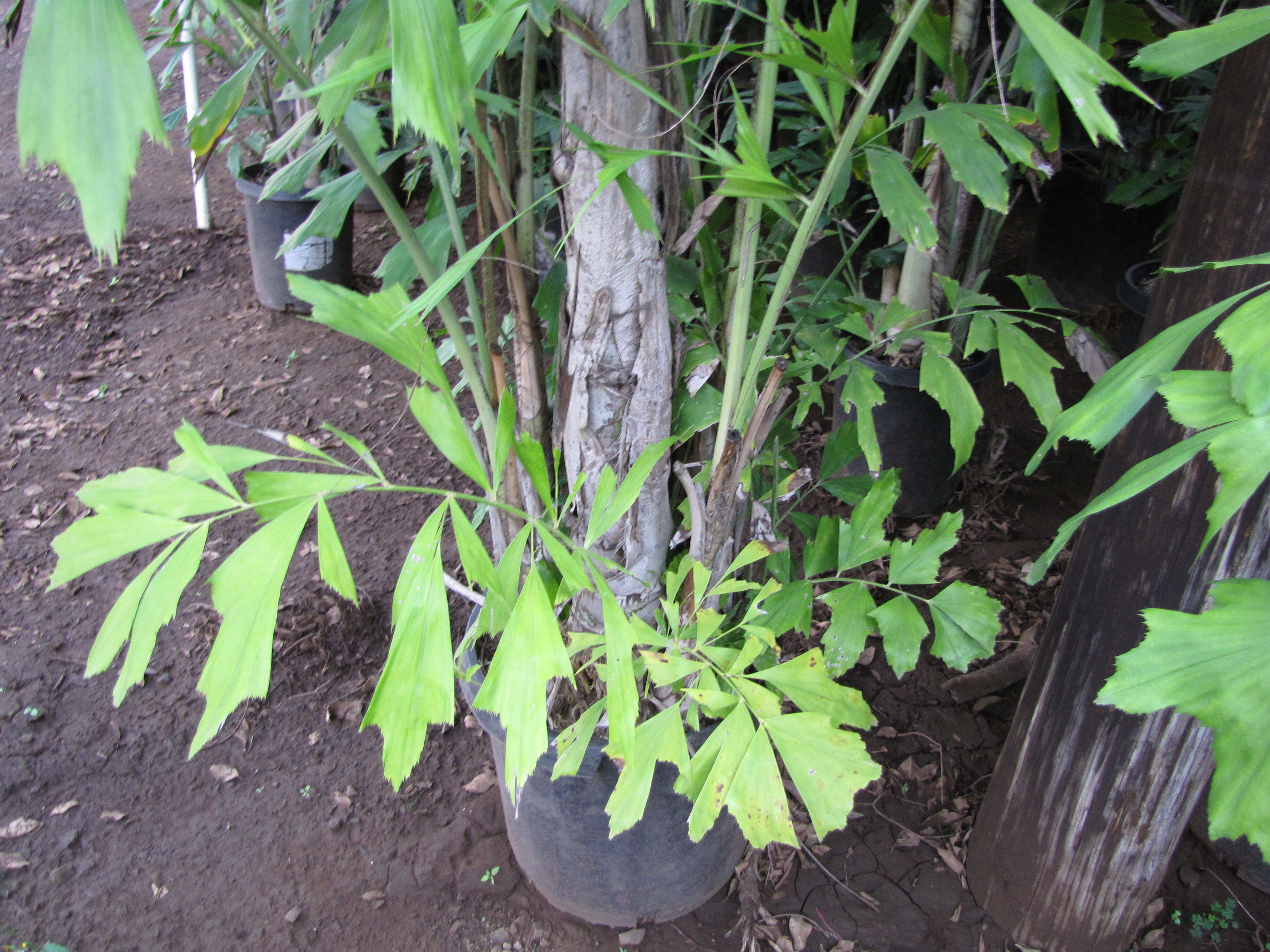 Image of Burmese fishtail palm