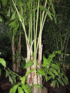 Image of Burmese fishtail palm