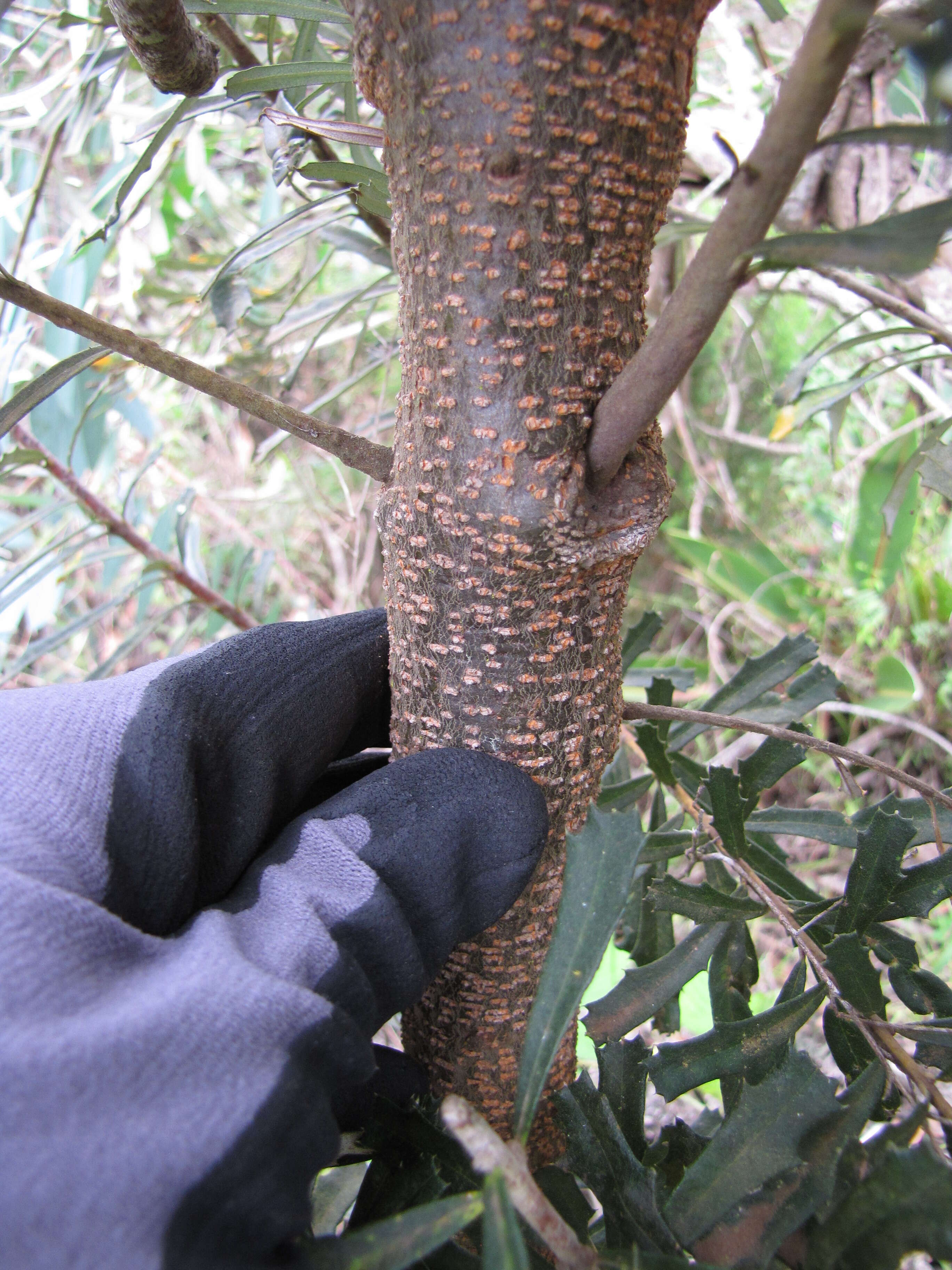 Imagem de Banksia integrifolia L. fil.