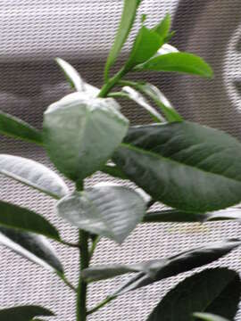 Image of Hawai'i holly