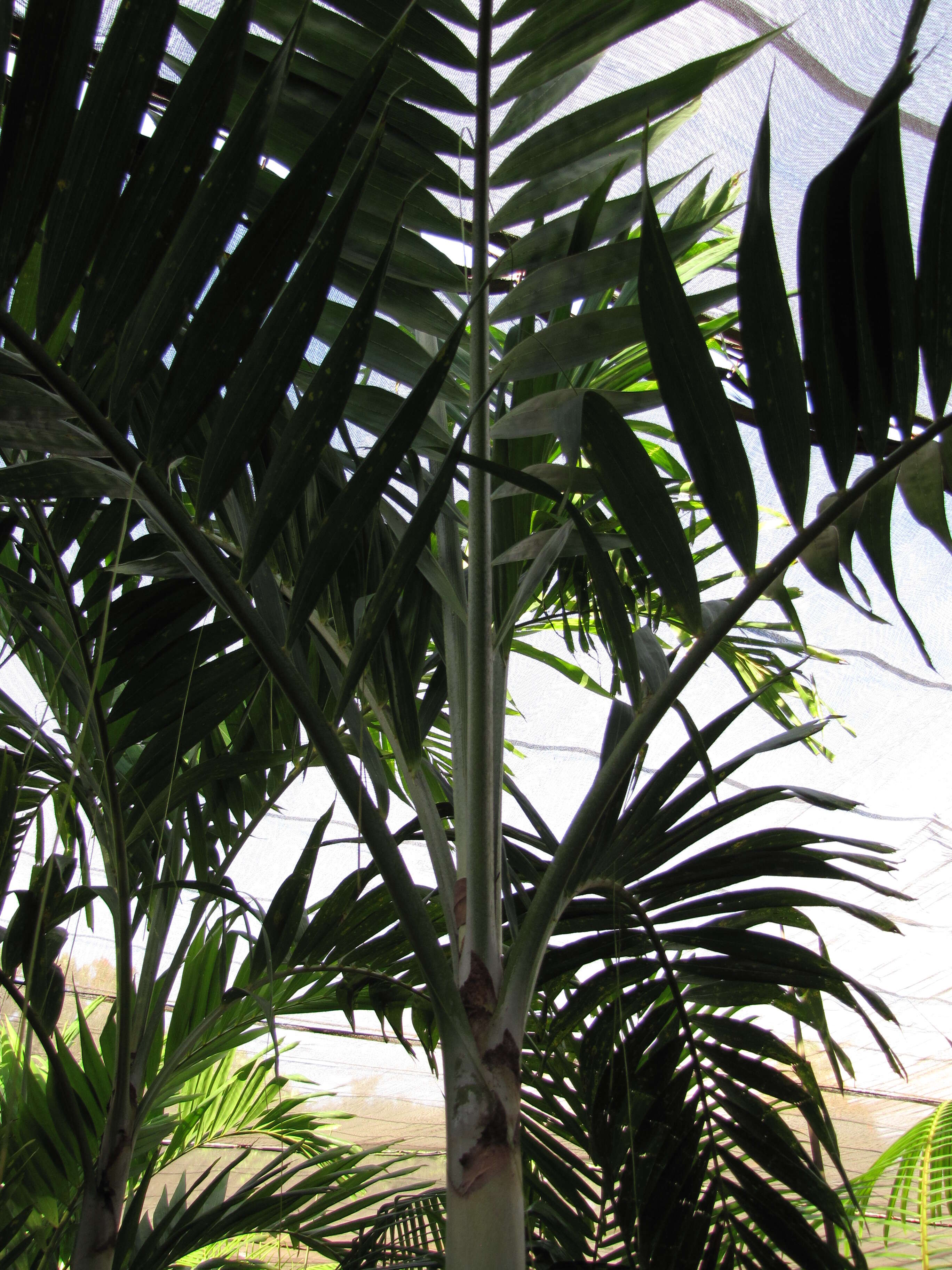 Image of Joannis Palm