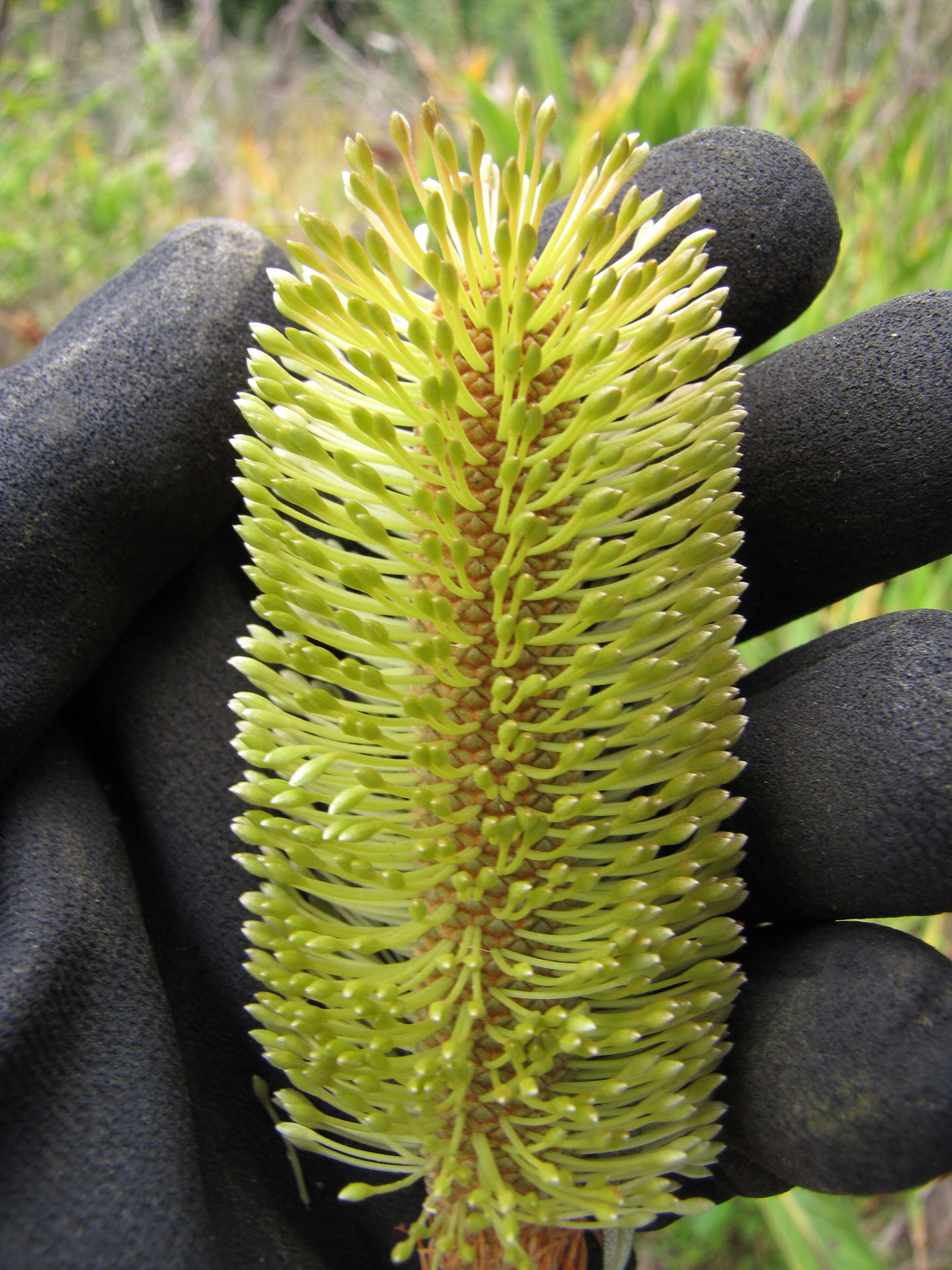 Imagem de Banksia integrifolia L. fil.