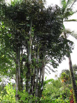 Image of Burmese fishtail palm