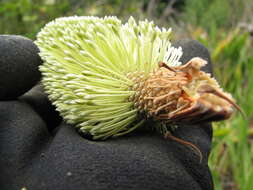 Imagem de Banksia integrifolia L. fil.