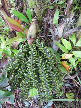 Image of Burmese fishtail palm