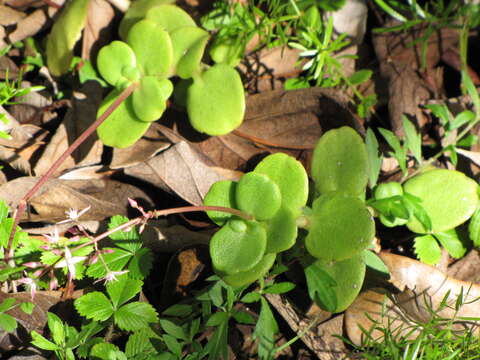 Image of Cape Province pygmyweed