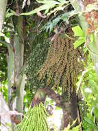 Image of Burmese fishtail palm