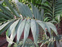 Image of Joannis Palm