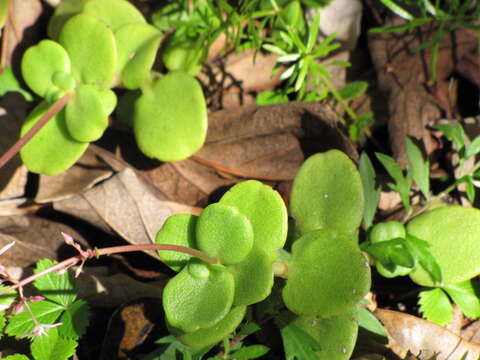 Image of Cape Province pygmyweed