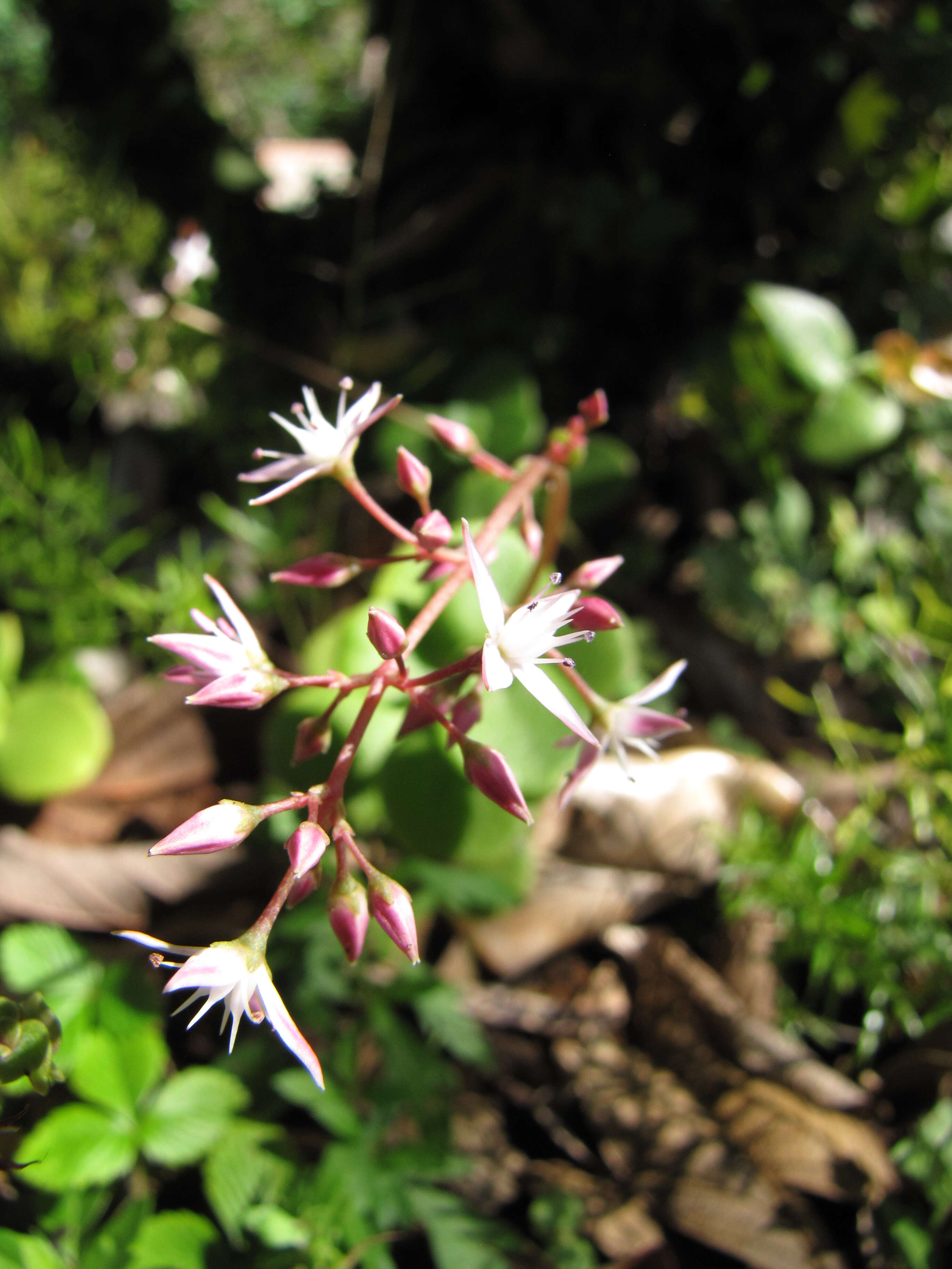 Image of Cape Province pygmyweed