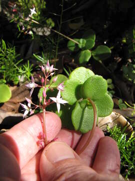 Image of Cape Province pygmyweed