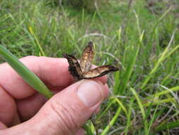 Image of Wild iris