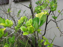 Image of Japanese privet