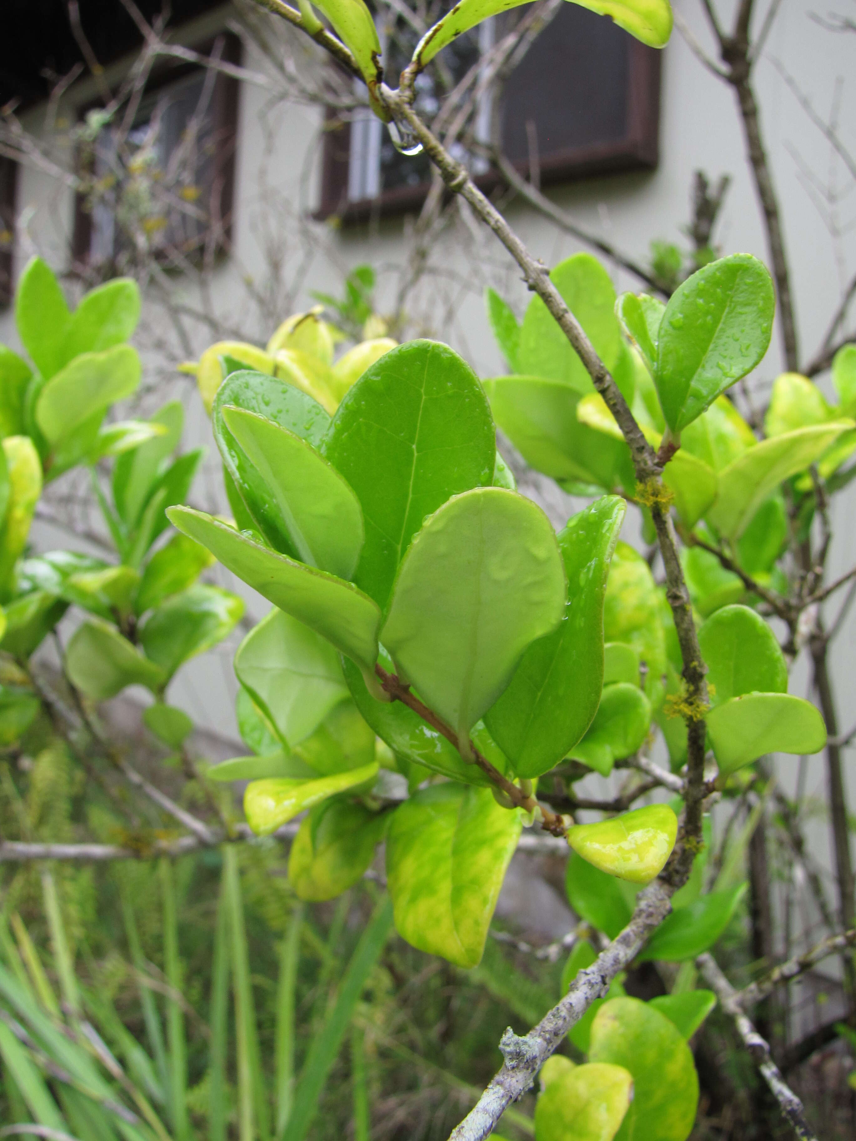 Image of Japanese privet