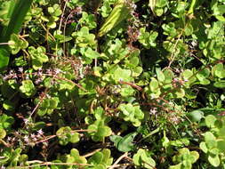 Image of Cape Province pygmyweed