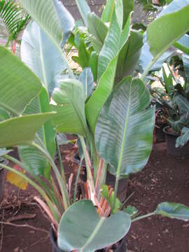 Image of Natal wild banana