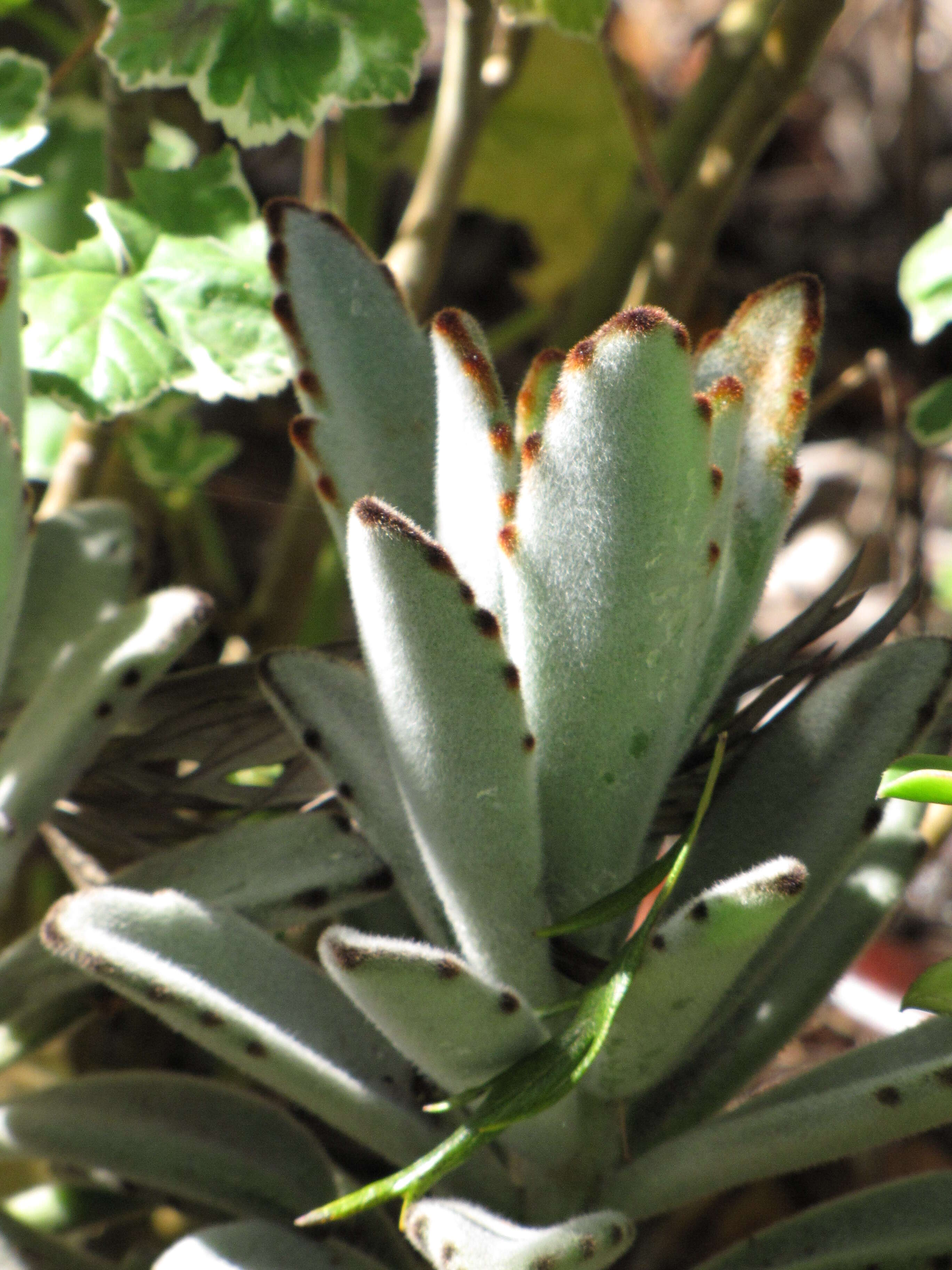 Image of Kalanchoe tomentosa Baker