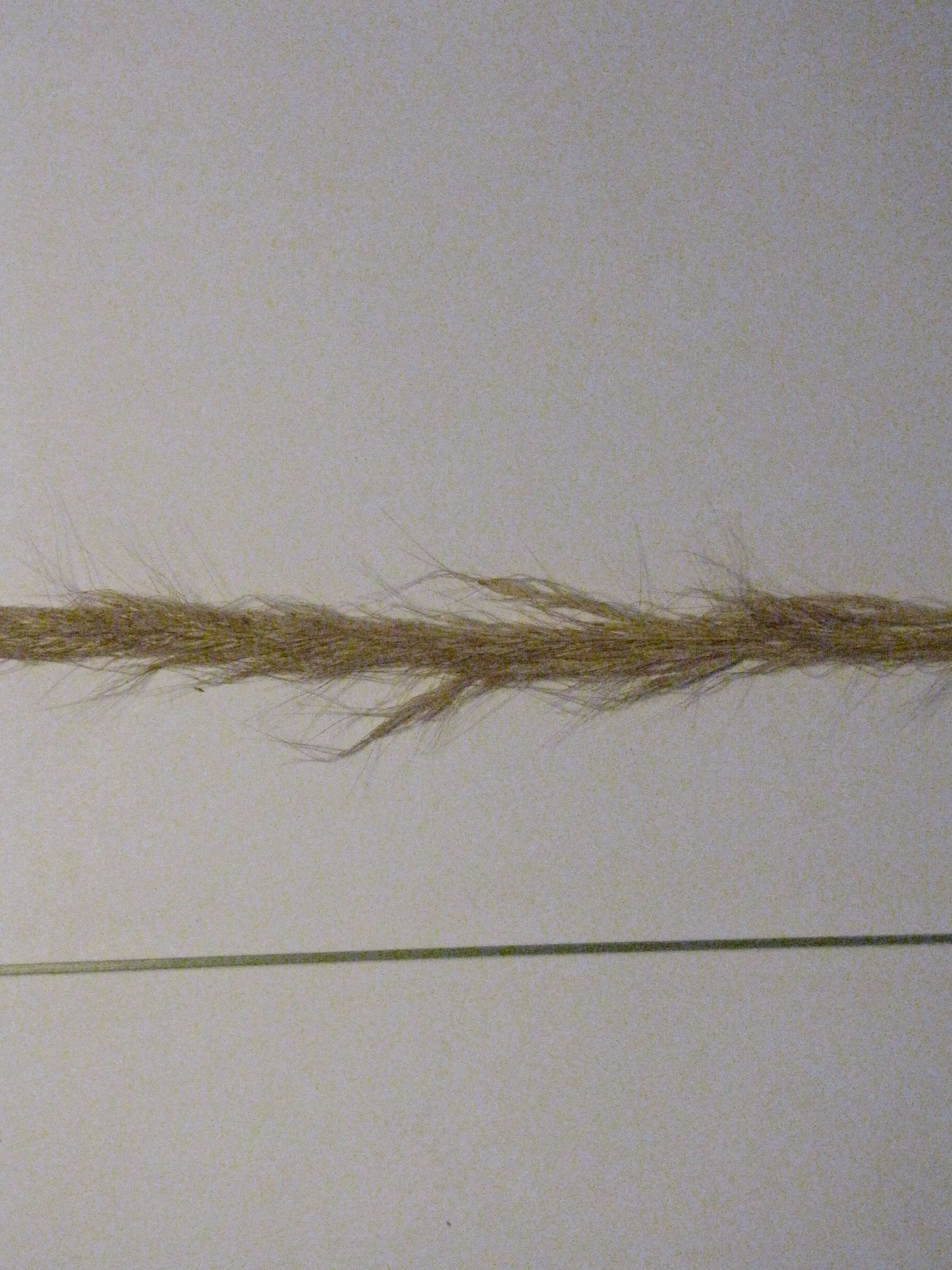 Sivun Dichelachne crinita (L. fil.) Hook. fil. kuva