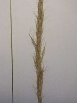 Image of clovenfoot plumegrass