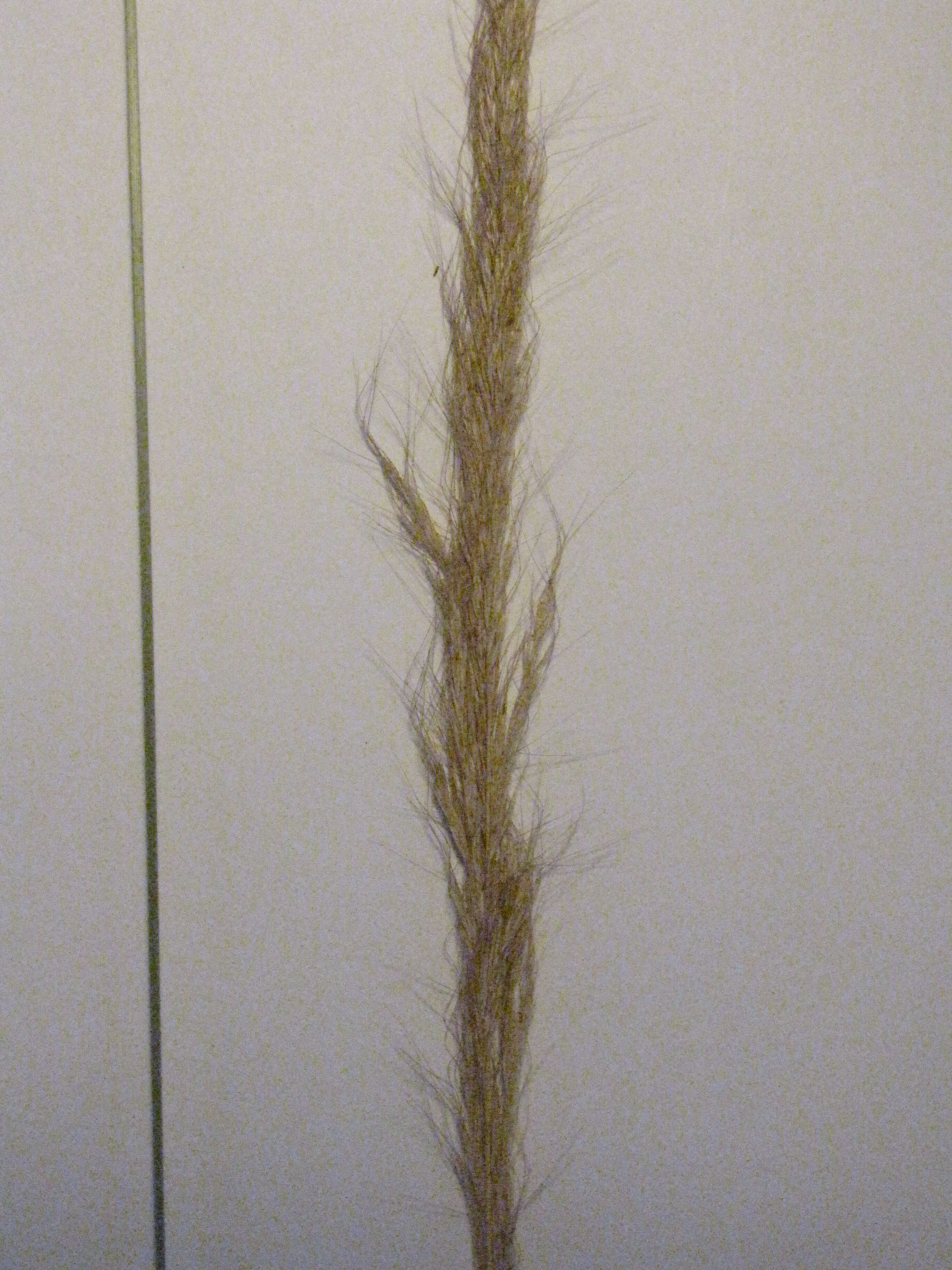 Sivun Dichelachne crinita (L. fil.) Hook. fil. kuva