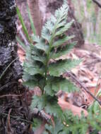 Imagem de Asplenium adiantum-nigrum L.