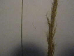 Dichelachne crinita (L. fil.) Hook. fil. resmi