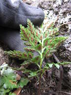 Imagem de Asplenium adiantum-nigrum L.